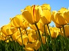 Test1Tulips.jpg