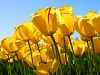 Test1Tulips.jpg