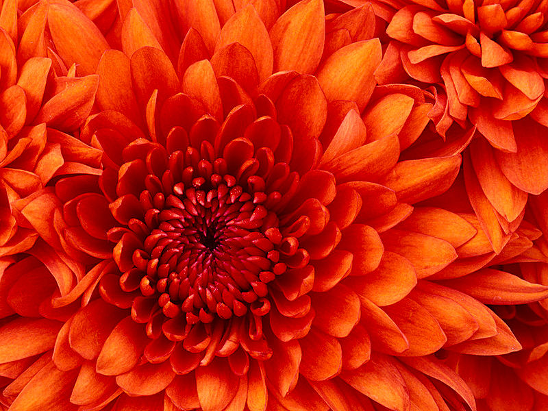 ファイル:Chrysanthemum.jpg