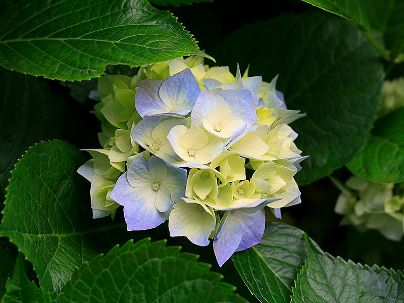 ファイル:Hydrangeas.jpg