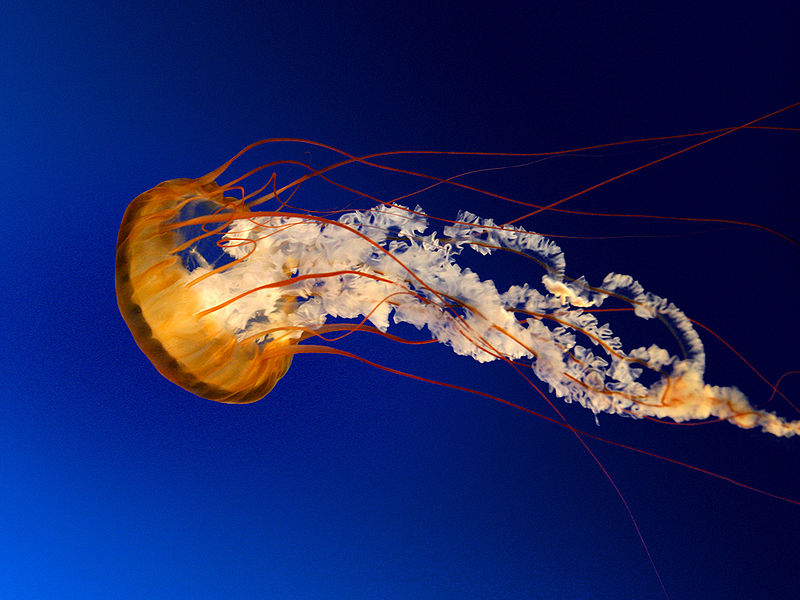 ファイル:Jellyfish.jpg