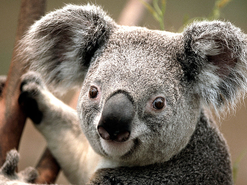ファイル:Koala.jpg
