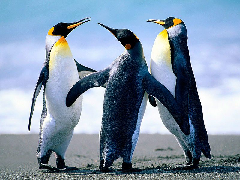 ファイル:Penguins.jpg